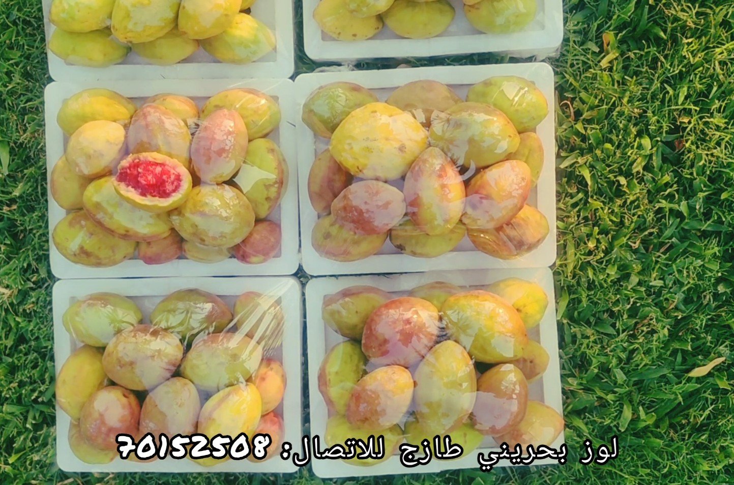 Bahraini Looz product video preview